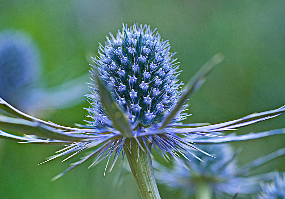 A single blue hobbit thistle in close detail