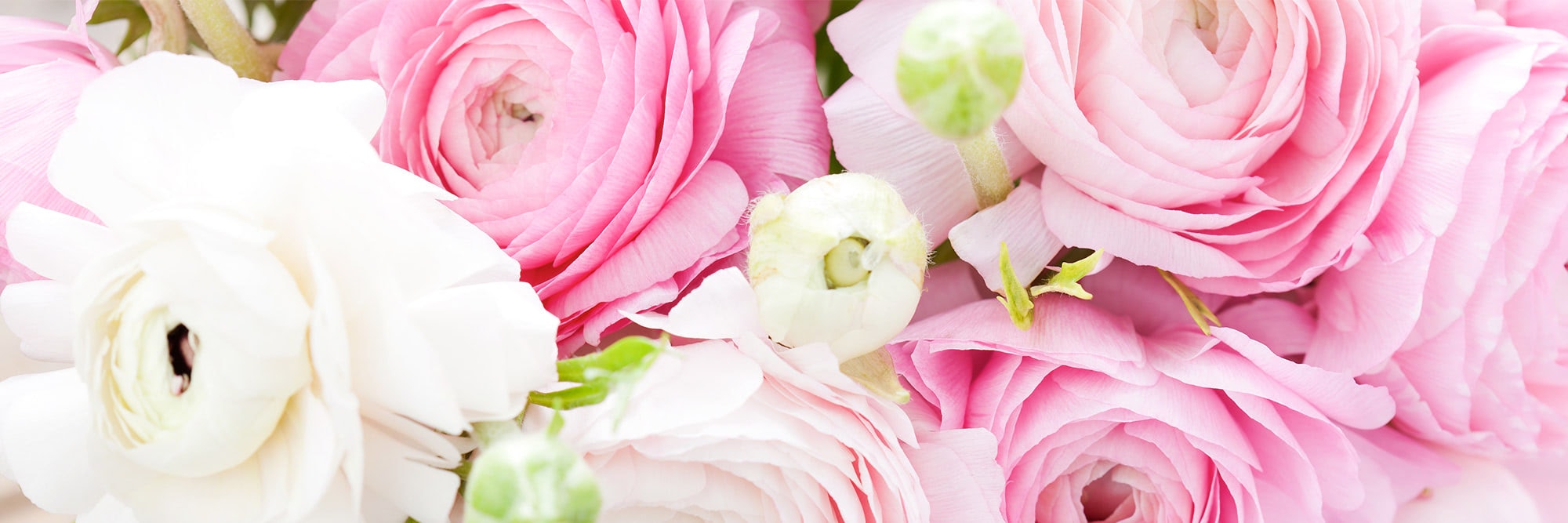 Close-up of pink and white ranunculus flowers clustered together, with detailed petals and green buds, showcasing intricate natural textures and vibrant colors.