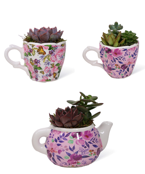 Enchanting Succulent Teacup Garden