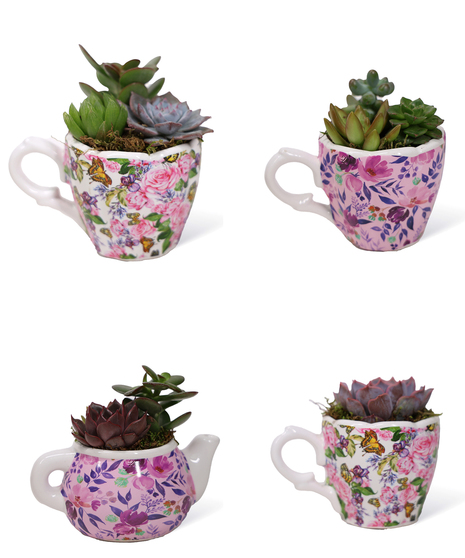 Enchanting Succulent Teacup Garden