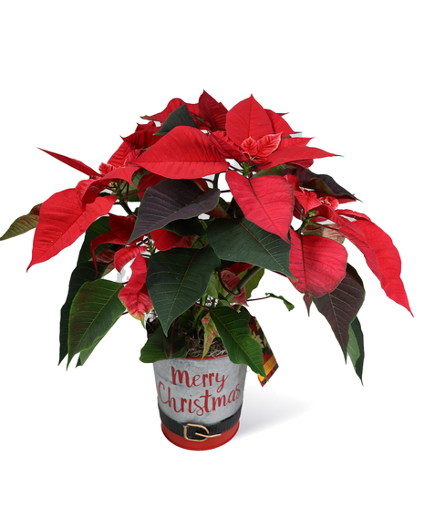 Merry Christmas Poinsettias Christmas gifts Uniontown PA