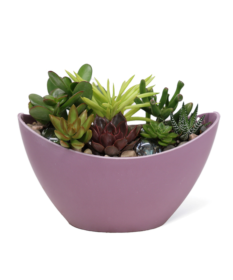 Contemporary Succulent Bowl