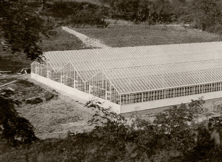 An aerial view of our triple-wide greenhouse, as seen in the early 20th century